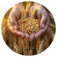 Harvesting 2