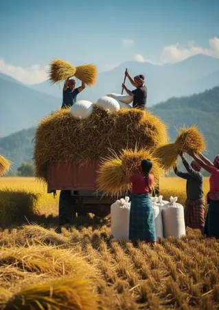Harvesting 1