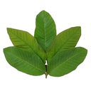 9 Sacred Pathras (Leaves) for Vinayagar Chaturthi Pooja