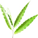 9 Sacred Pathras (Leaves) for Vinayagar Chaturthi Pooja