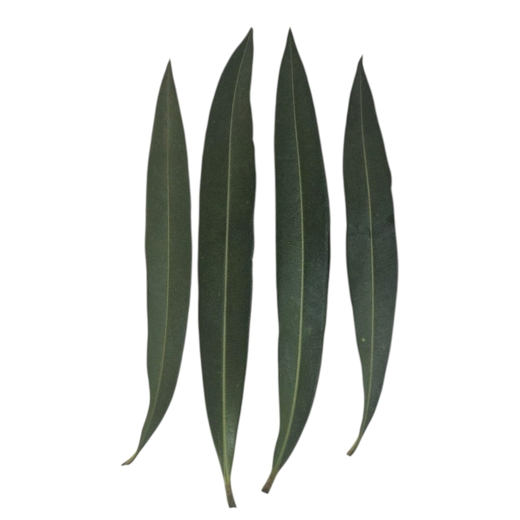 9 Sacred Pathras (Leaves) for Vinayagar Chaturthi Pooja