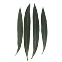 9 Sacred Pathras (Leaves) for Vinayagar Chaturthi Pooja
