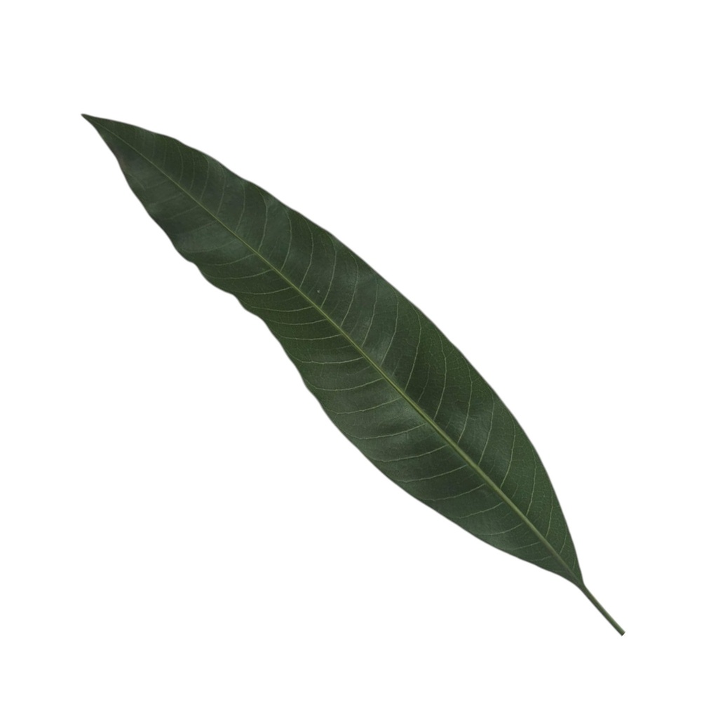 9 Sacred Pathras (Leaves) for Vinayagar Chaturthi Pooja