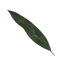 9 Sacred Pathras (Leaves) for Vinayagar Chaturthi Pooja