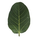 9 Sacred Pathras (Leaves) for Vinayagar Chaturthi Pooja