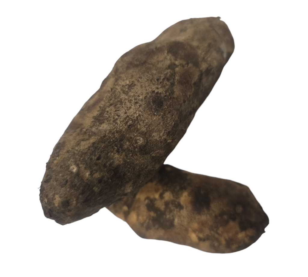 Elephant Foot Yam, Karunai Kilangu, Kanda Gadda, Chena Kilannu, Suran - 1 Pack