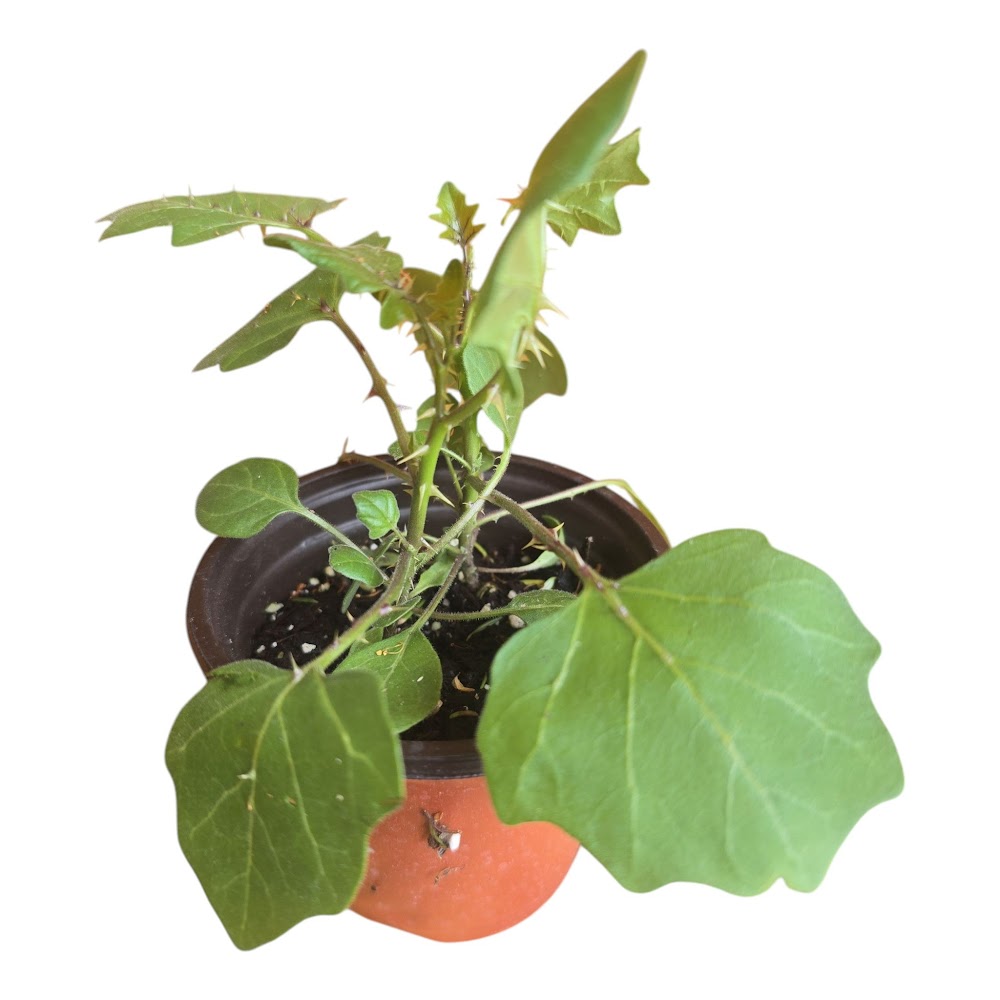 Thuthuvalai Plant (Solanum Trilobatum) | Sacred Puja Essential