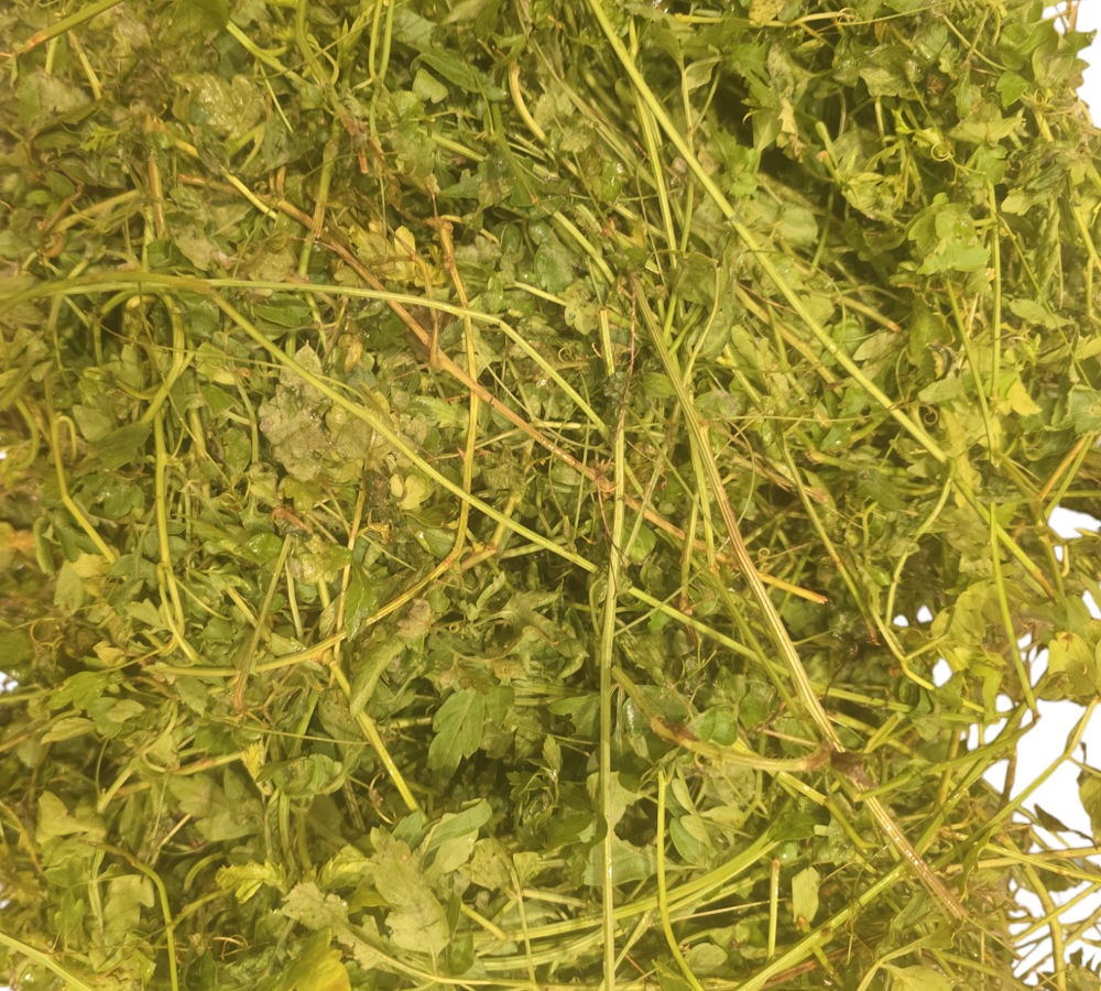 Fresh Balloon Vine (Mudakathan Kirai, Buddisepa, Uzinnikkurinna) – 1 Pack