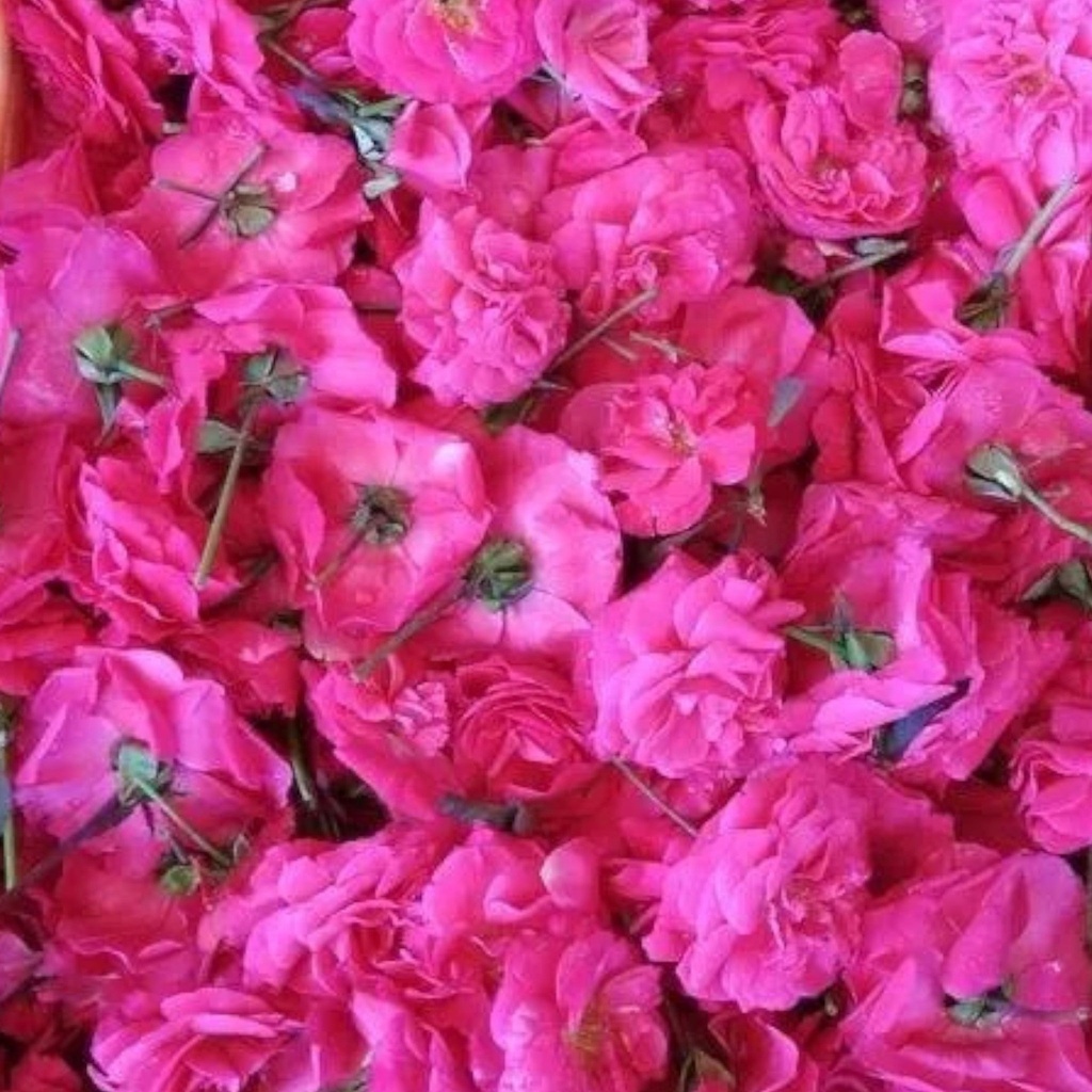 Panneer Roses (Temple Roses)