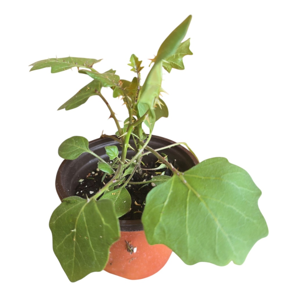 Thuthuvalai Plant (Solanum Trilobatum)