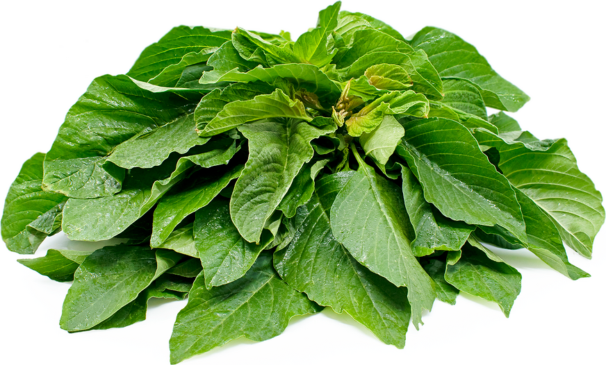 Fresh Amaranth leaves (Mulai Keerai, Totakura, Cheera) – Pack