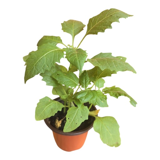 Manathakkali Plant (Black Nightshade / Solanum nigrum) | Sacred Puja Essential