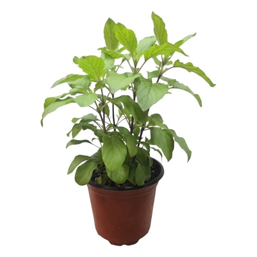 Sacred Thulasi (Holy Basil) Plant | Sacred Puja Essential