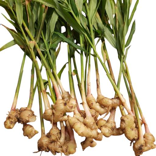 Fresh Ginger Plant (Inji Chedi2, Allam Mokka, Adrak Ka Paudha) – 1 Bunch