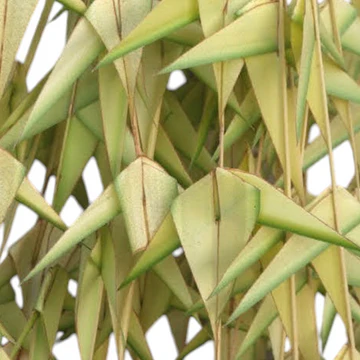 Coconut Palm Leaf Garland – 4 Each | Traditional Puja Garland