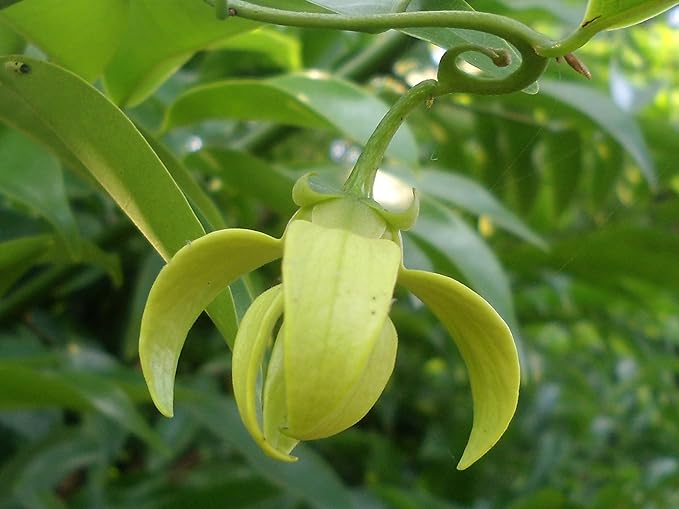 Fresh Manoranjitam (Climbing Ylang) in Canada | Fresh Puja Flowers