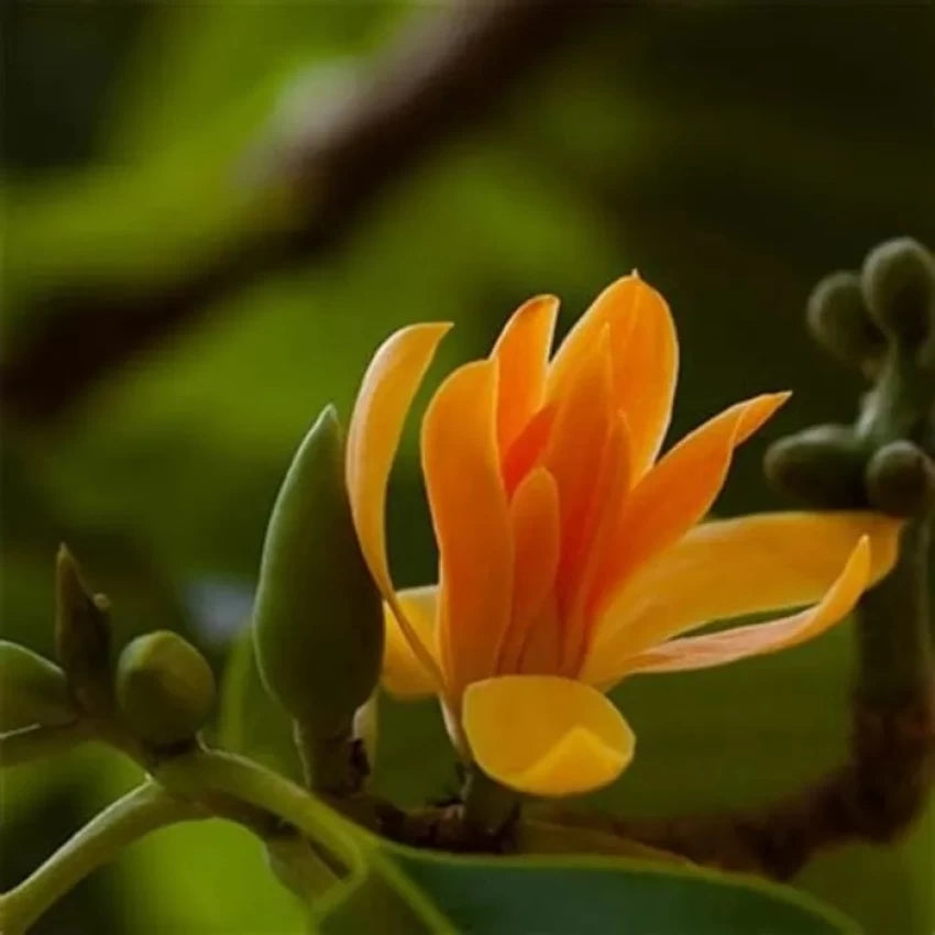 Fresh Chenbagapoo Flowers (Champaka / Magnolia) for Puja | Fresh Puja Flowers