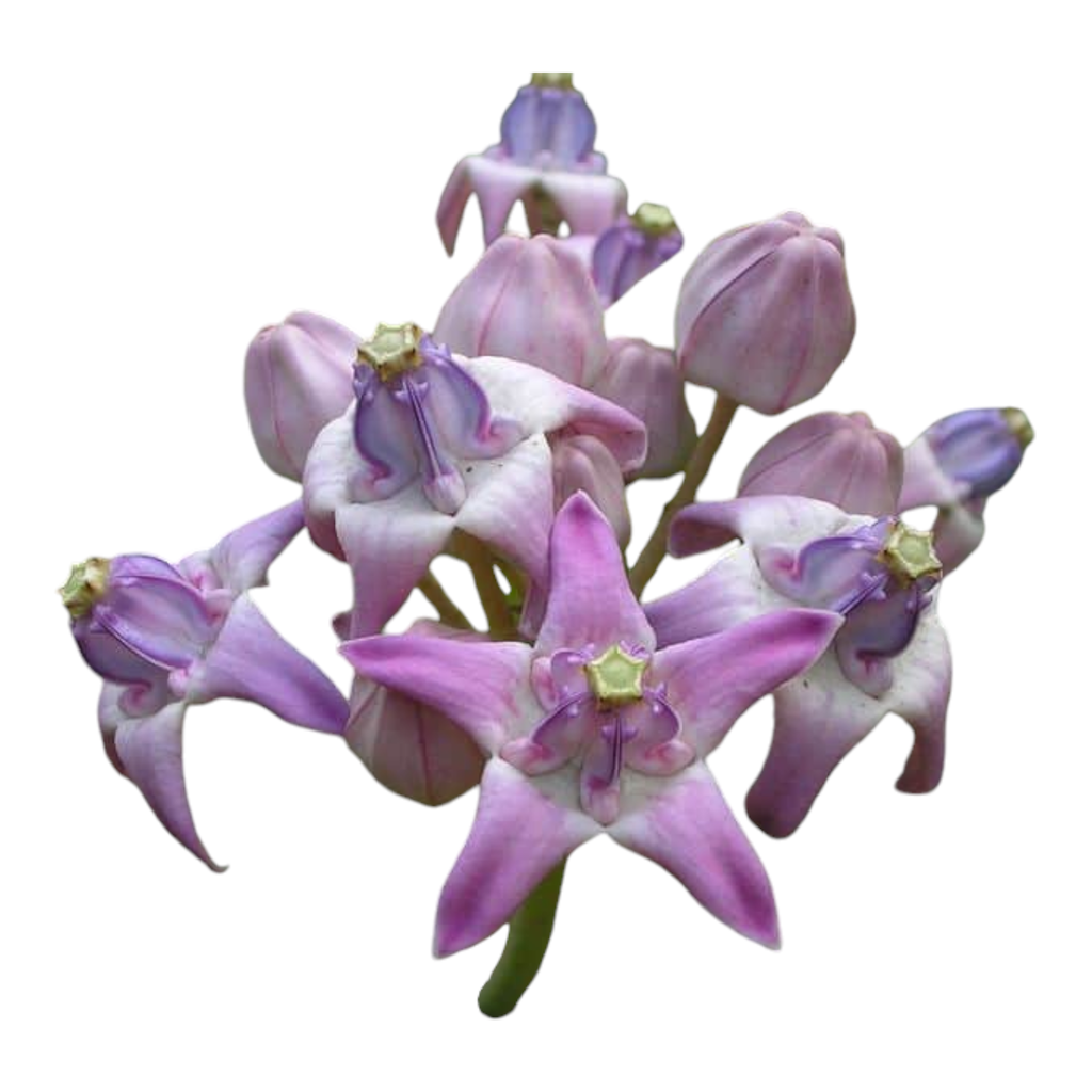 Fresh Erukkam Poo (Calotropis / Arka Flowers) for Shiva Puja | Fresh Puja Flowers