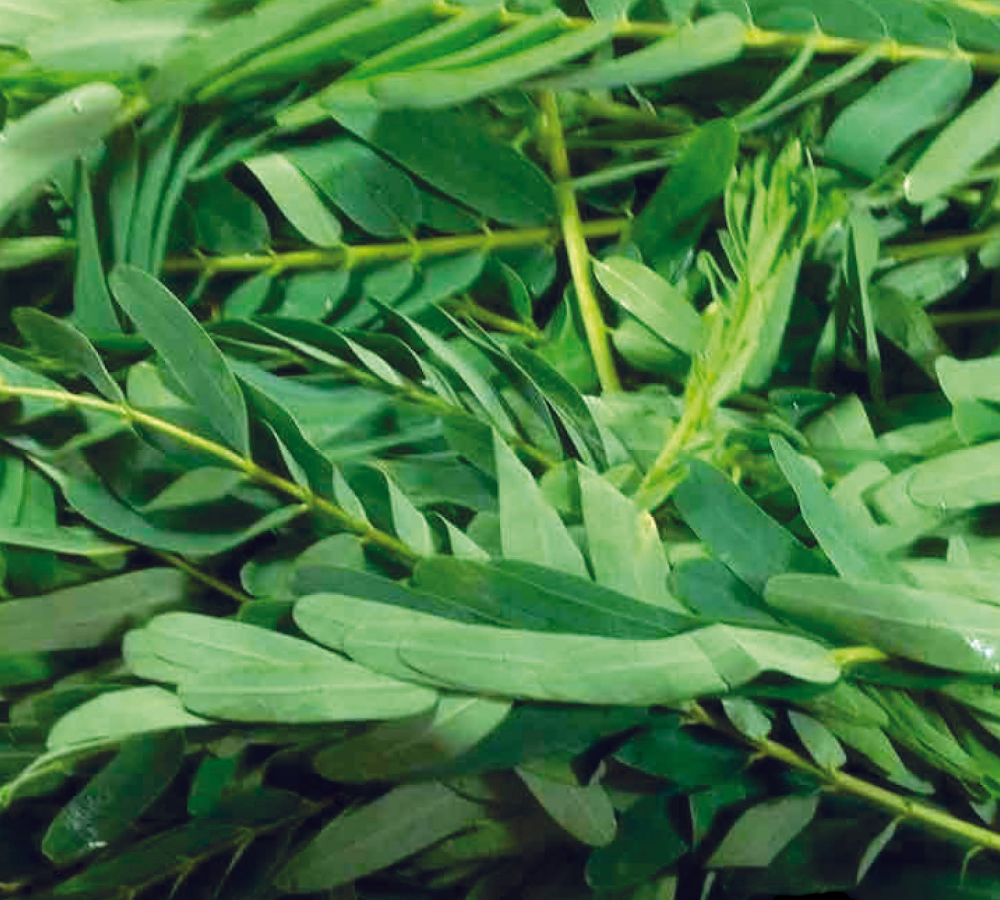 Fresh August Leaf (Agathi Kirai, Akatthi Kira, Agathi Kira) – Pack