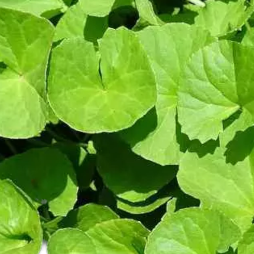 Fresh Brahmi Leaves (Vallarai kirai, Sarasvati Akulu, Nirbbandhi) – 1 Pack