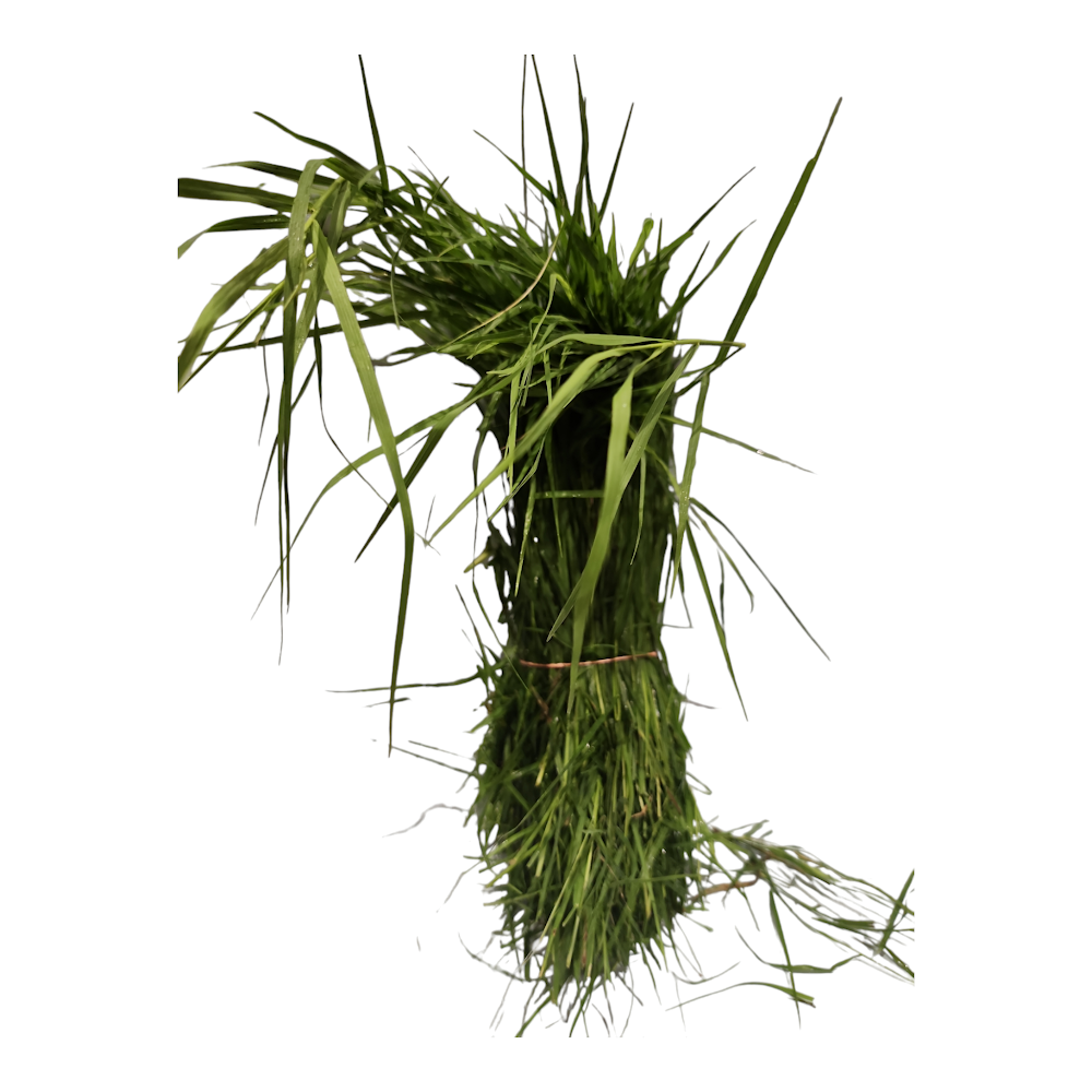 Fresh Arugampul (Durva Grass) for Puja in Canada | Fresh Puja Flowers