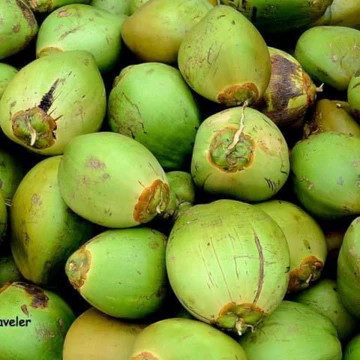 Tender Coconut (Ilanir, Thenelli, Nariyala pani) – 1 Each
