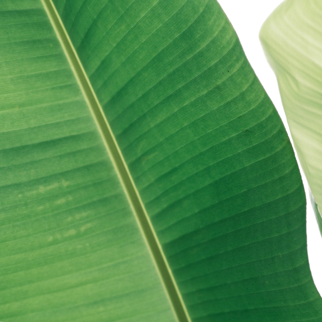 Fresh Banana Leaf (Vazhai Ilai, Arati Aaku, Vazha Ela) – 1 Each