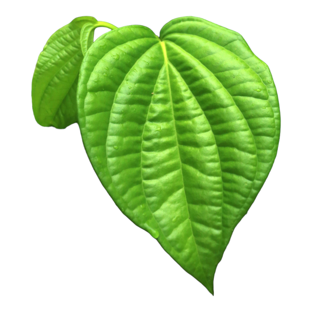 Fresh Betel Leaves (Vetrilai / Paan Leaves) in Canada