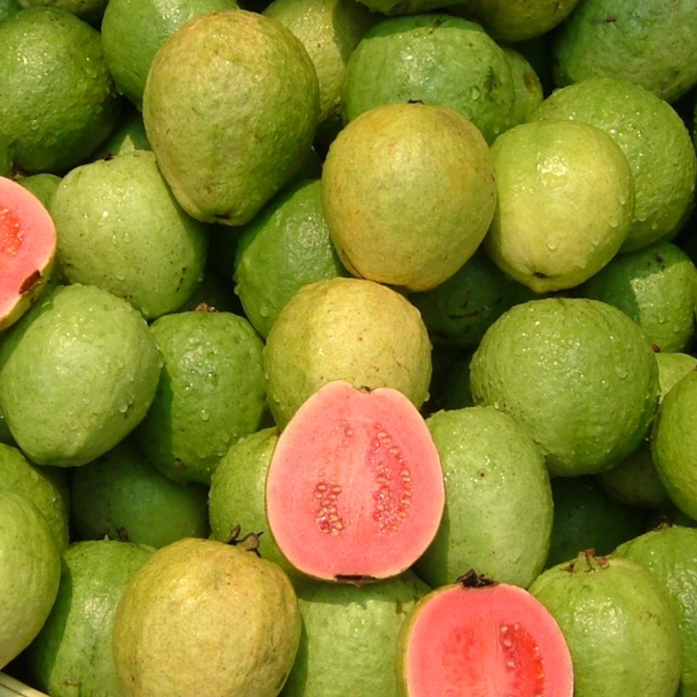 Fresh Guava (Koyya, Jamapandu, Pera) – 1 Pack