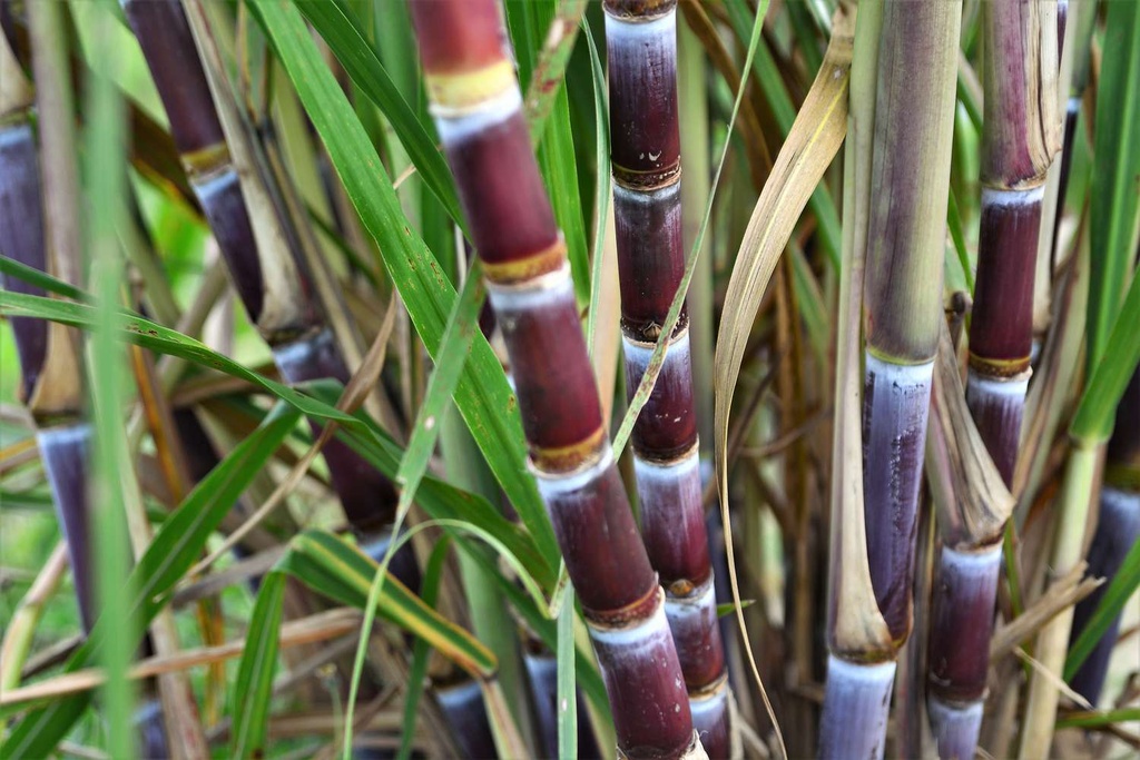 Fresh Sugarcane full plant and cut pieces