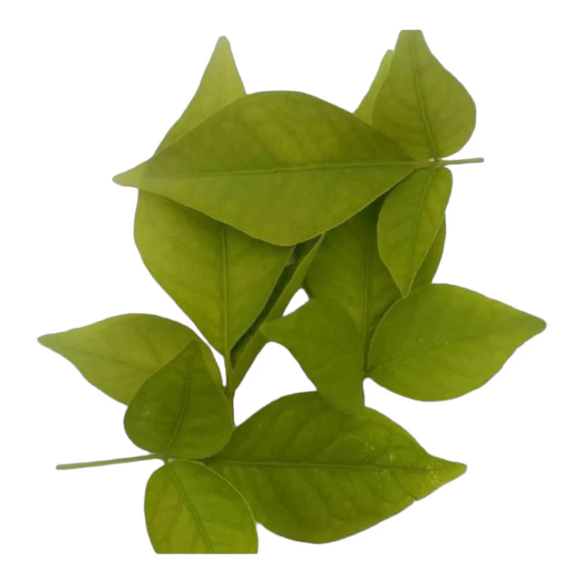 Fresh Bilva Leaves (Vilvam) for Puja in Canada | Sacred Puja Essential