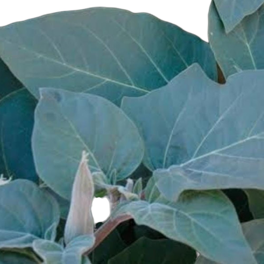 9 Sacred Pathras (Leaves) for Vinayagar Chaturthi Pooja | Sacred Puja Essential