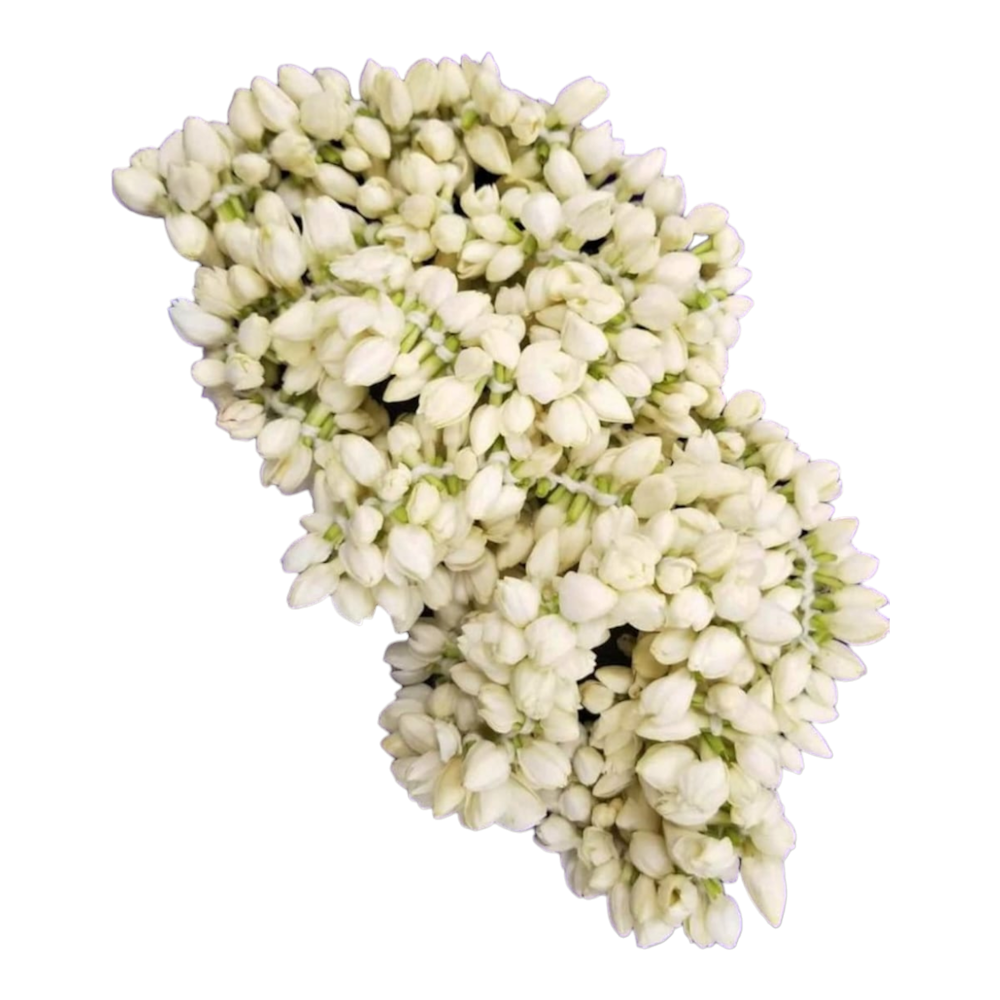 Jasmine Fresh Flower, Malligai Poo, Mogga Puvvu, Mulla Poovu, Chameli Phool - String