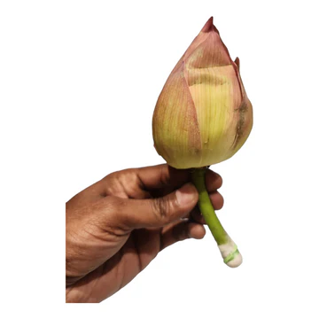 Fresh Lotus Flowers (Thamarai) for Puja & Temple Offerings | Fresh Puja Flowers