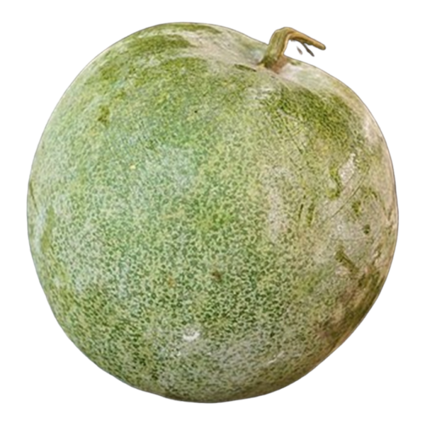 Fresh Ash Gourd – 1lb Pack | White Pumpkin for Cooking & Pooja
