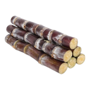 Sugarcane