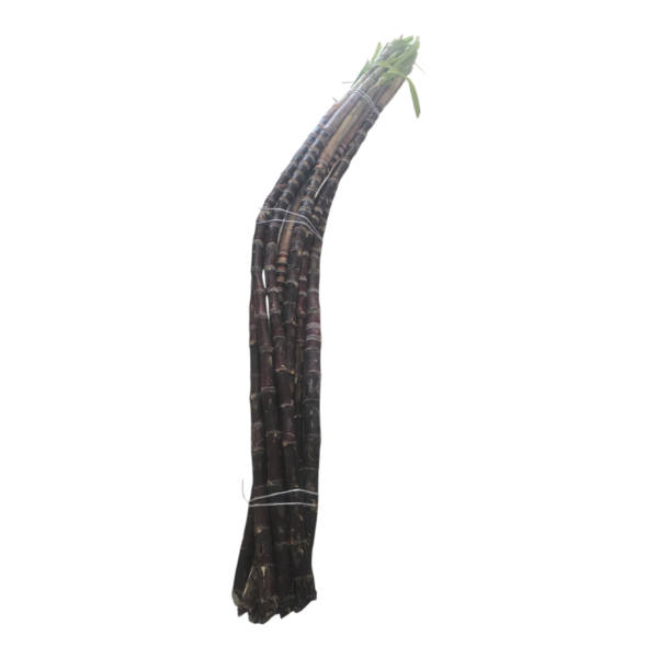 Sugarcane
