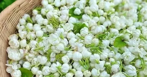 benefits-jasmine benefits-jasmine