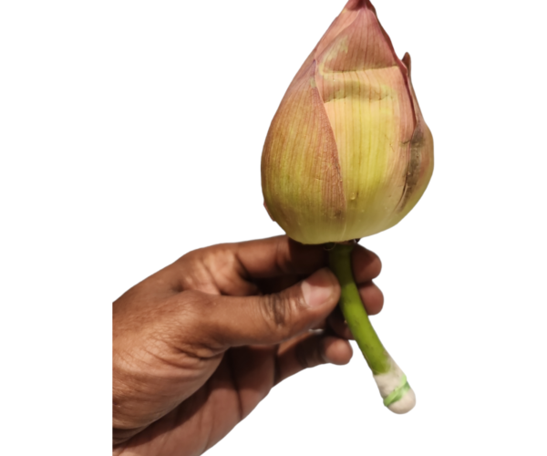 PhotoRoom-20240111-200632.png PhotoRoom-20240111-200632.png