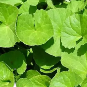 Fresh Vallarai Kirai – 1 Bunch | Brahmi Leaves | Gotu Kola