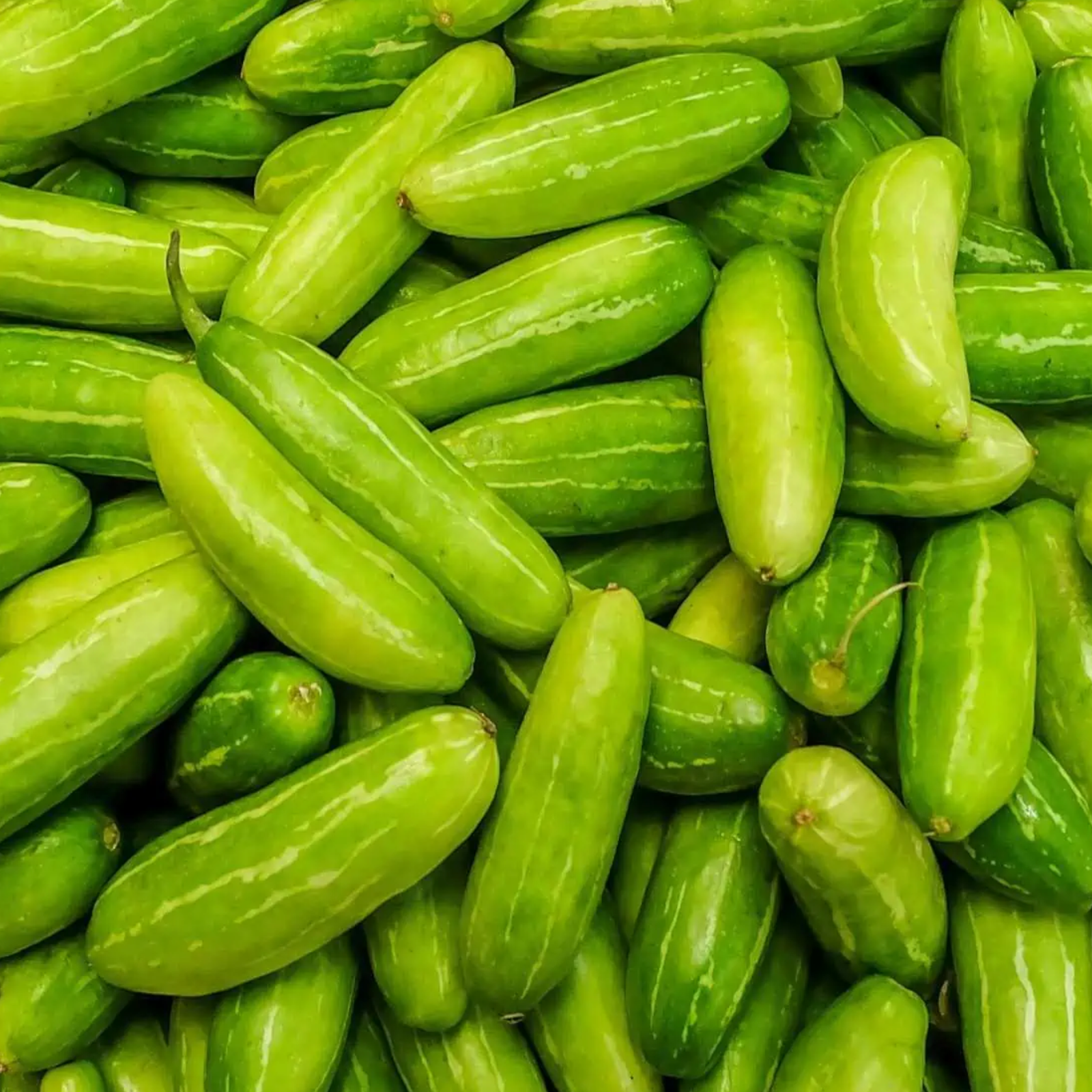 Tindora – Fresh Ivy Gourd | Kovakkai | 1 lb Pack
