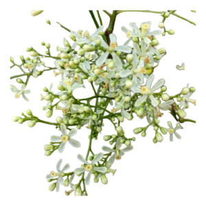 Neem Flower – Veppam Poo | Ugadi Ingredient | Traditional Use