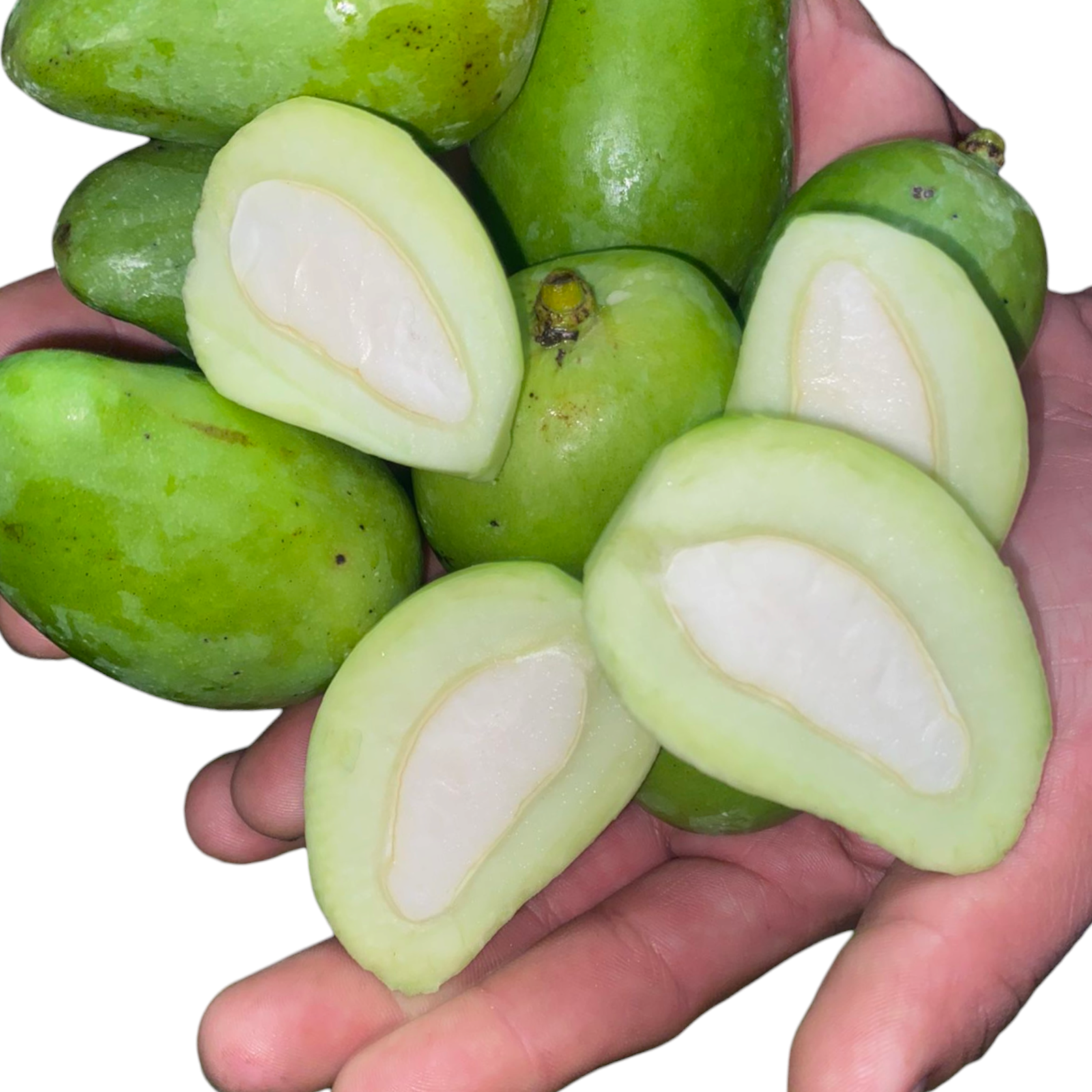 Green Mango – 1 Pack (1 lb) | Tangy & Fresh | For Pickles & Cooking