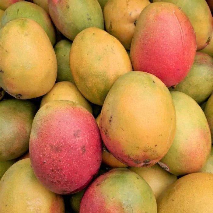 Haden Mango – 9 lb Box | Juicy, Bold & Flavorful Mangoes