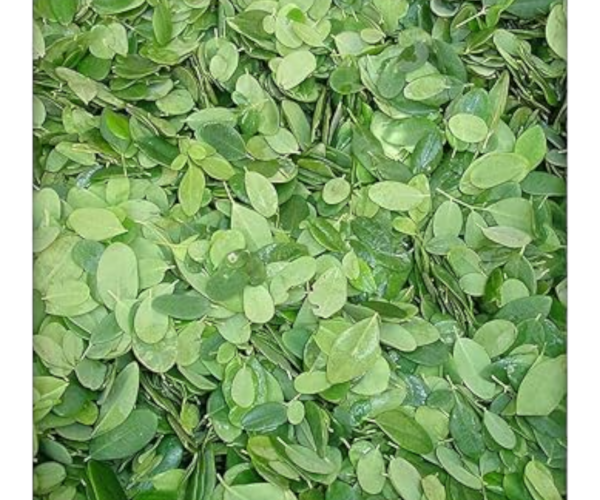 Fresh Drumstick Leaves – 1 Bunch | Moringa Leaves | Murungai Keerai Fresh Drumstick Leaves – 1 Bunch | Moringa Leaves | Murungai Keerai