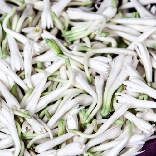 sammangiflower.jpg sammangiflower.jpg